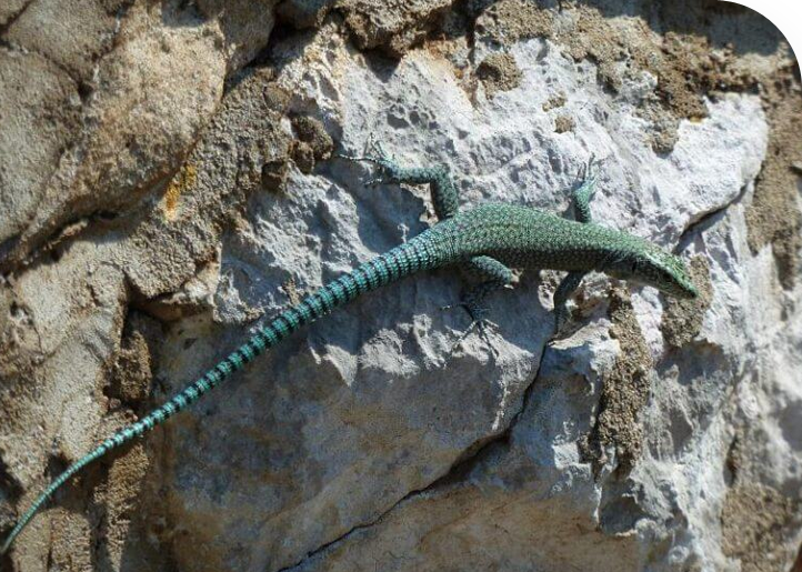 Sharp-snouted rock lizard in Plitvice lakes