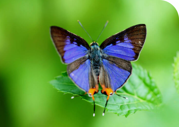 Butterfly inside Plitvice lakes national park